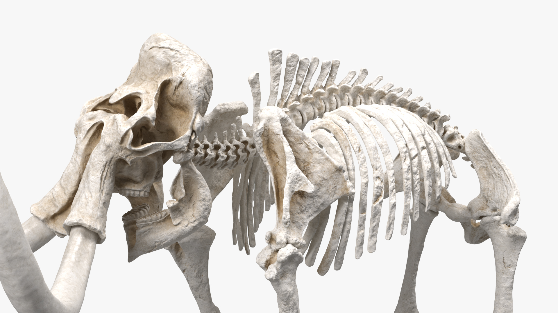 3D model Mammoth Skeleton Clean Bones Rigged