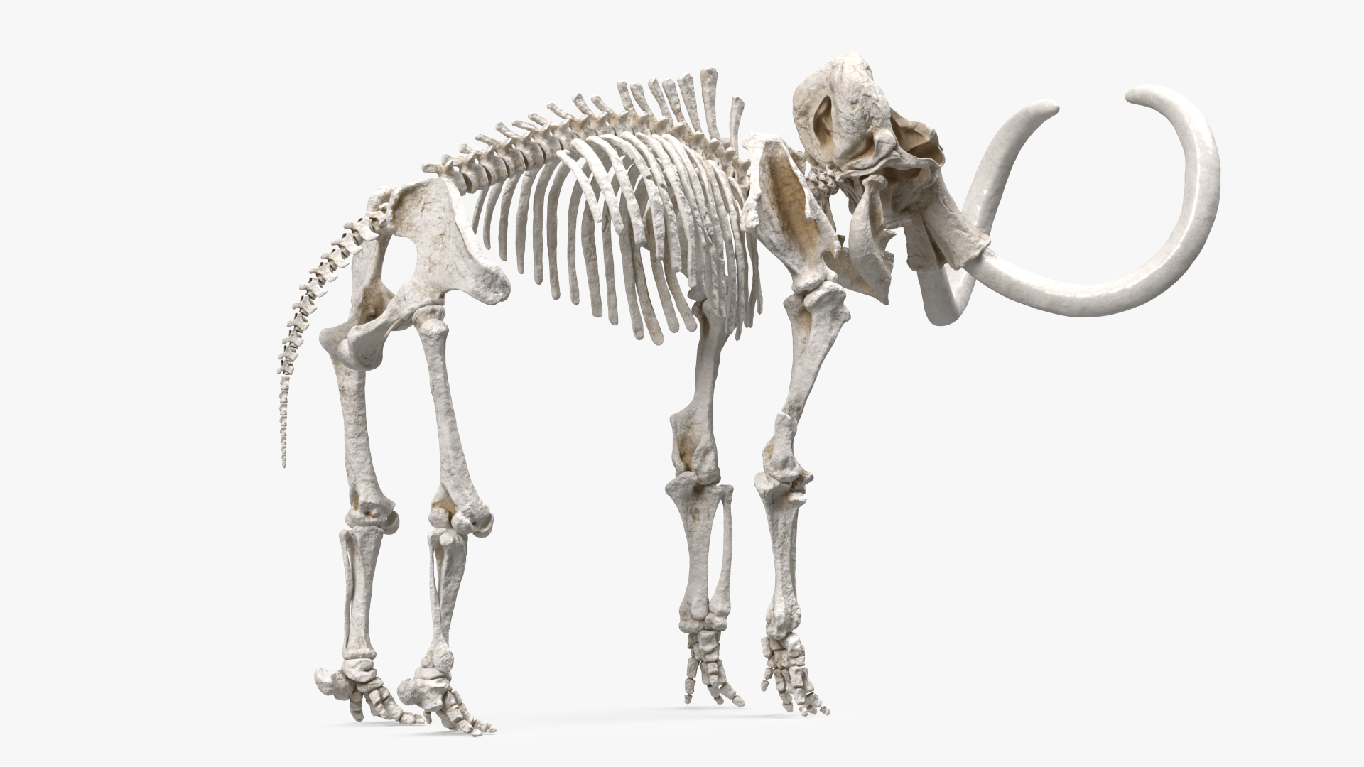 3D model Mammoth Skeleton Clean Bones Rigged