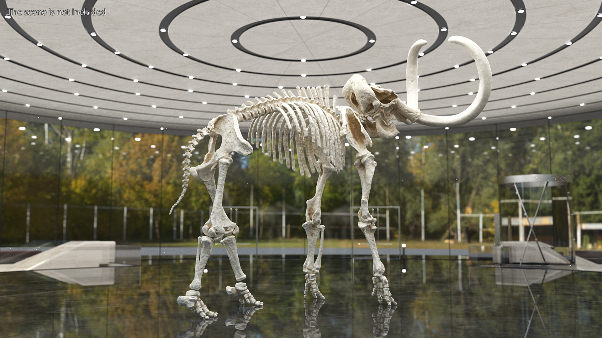 3D model Mammoth Skeleton Clean Bones Rigged