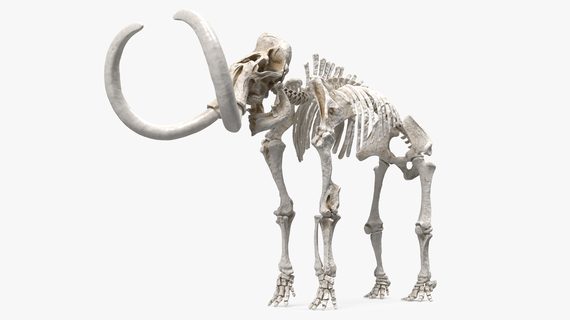 3D model Mammoth Skeleton Clean Bones Rigged