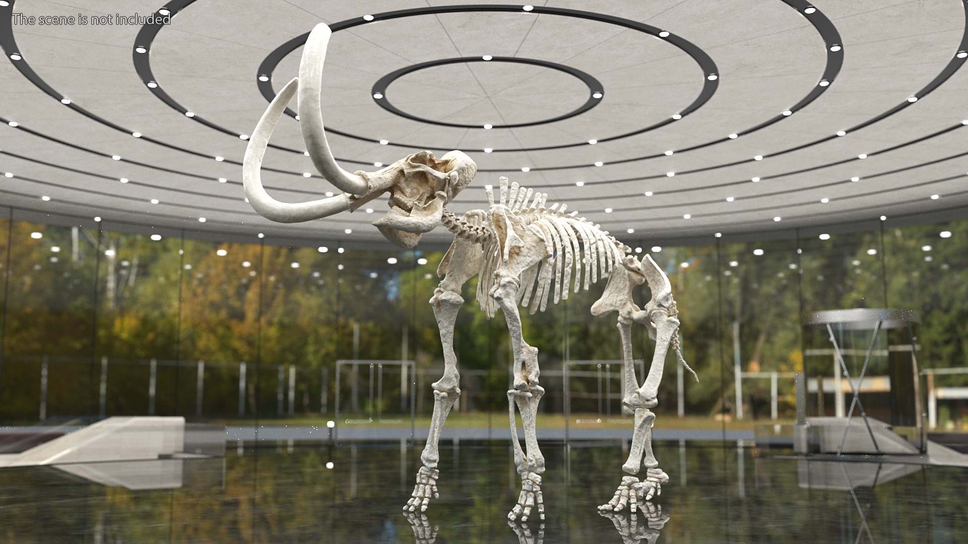 3D model Mammoth Skeleton Clean Bones Rigged