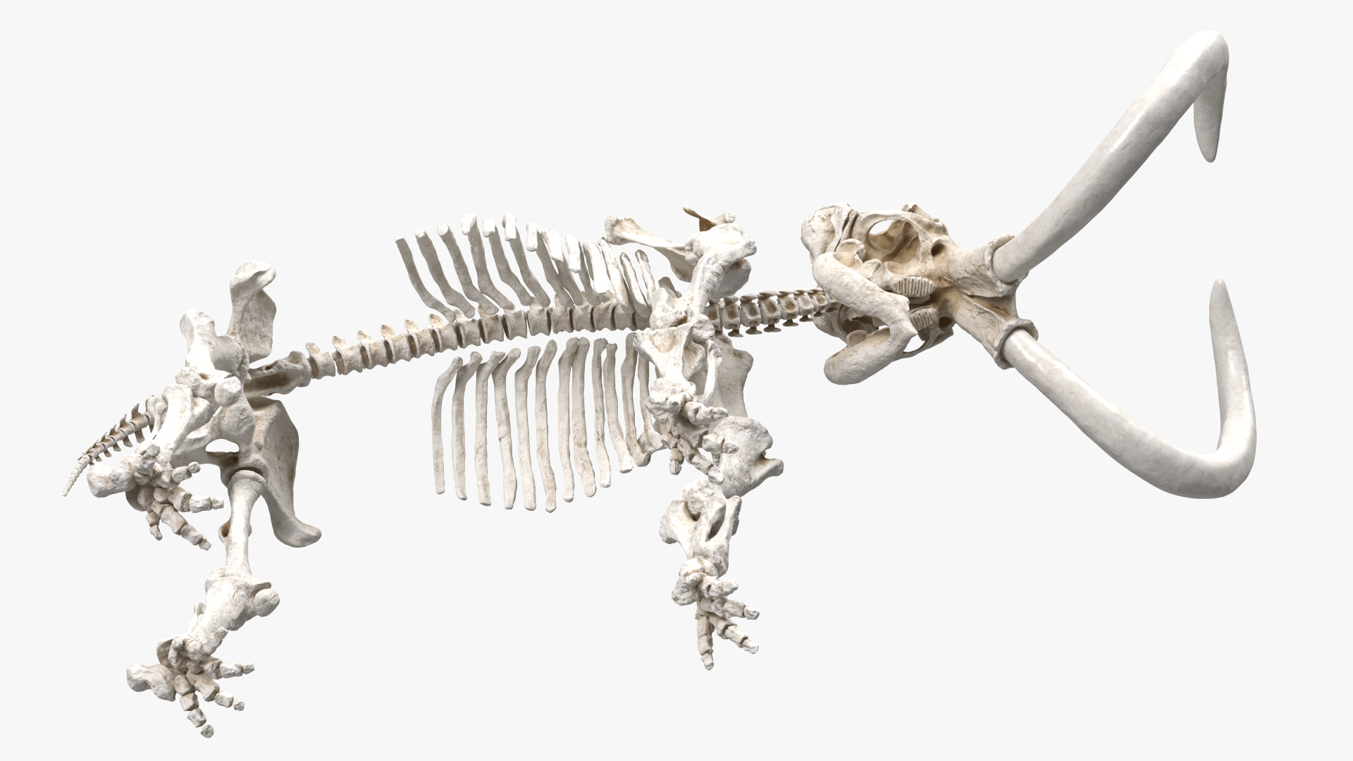 3D model Mammoth Skeleton Clean Bones Rigged