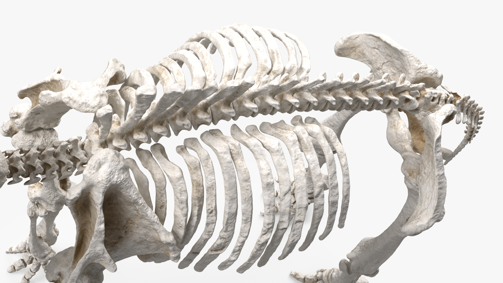 3D model Mammoth Skeleton Clean Bones Rigged
