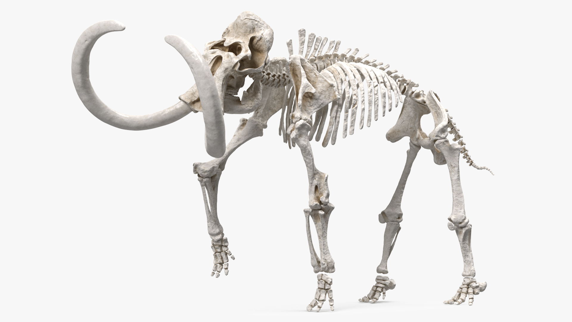 3D model Mammoth Skeleton Clean Bones Rigged