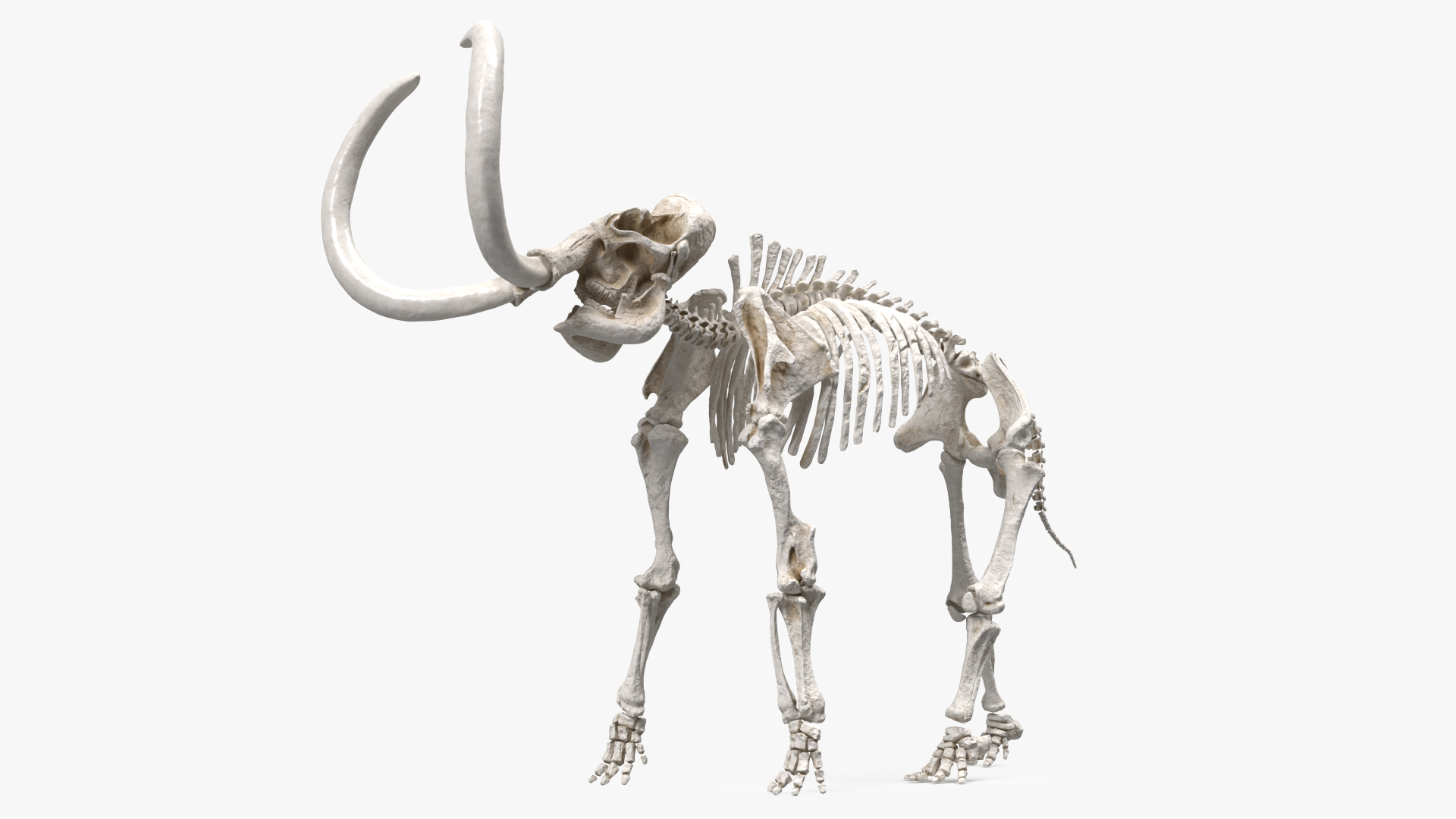 3D model Mammoth Skeleton Clean Bones Rigged