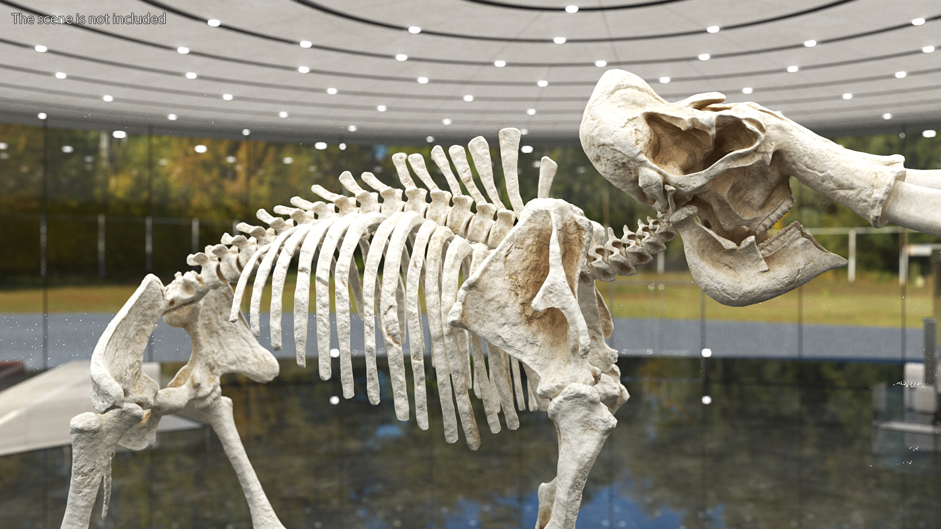 3D model Mammoth Skeleton Clean Bones Rigged