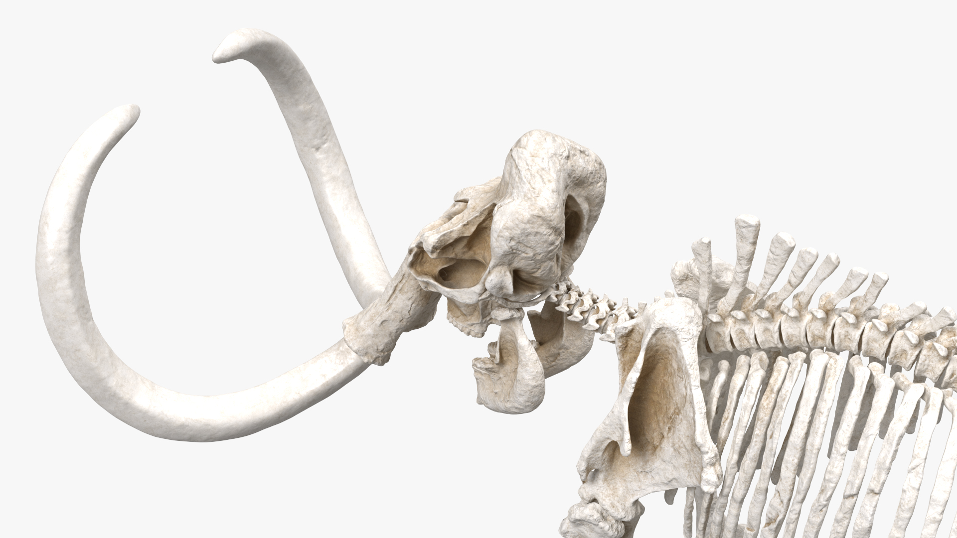 3D model Mammoth Skeleton Clean Bones Rigged