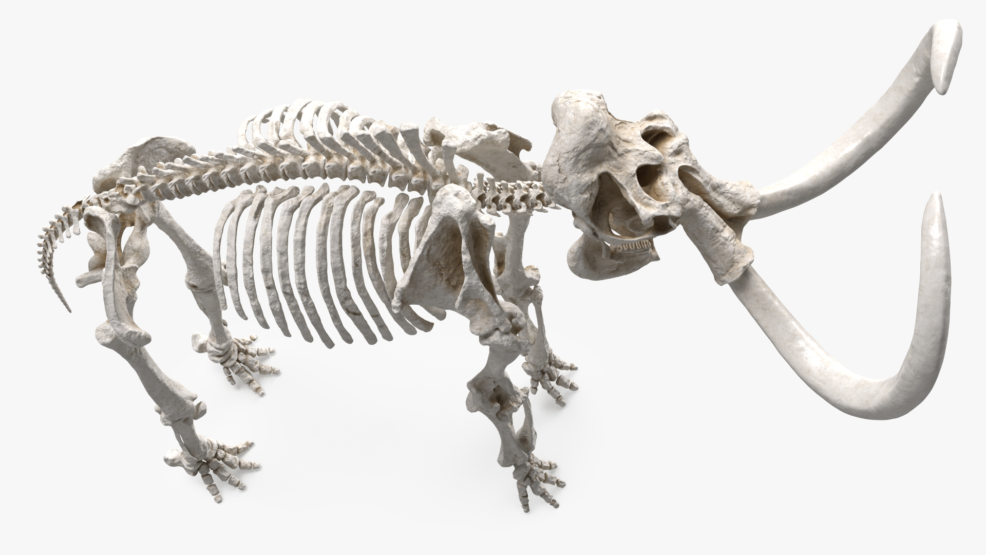 3D model Mammoth Skeleton Clean Bones Rigged