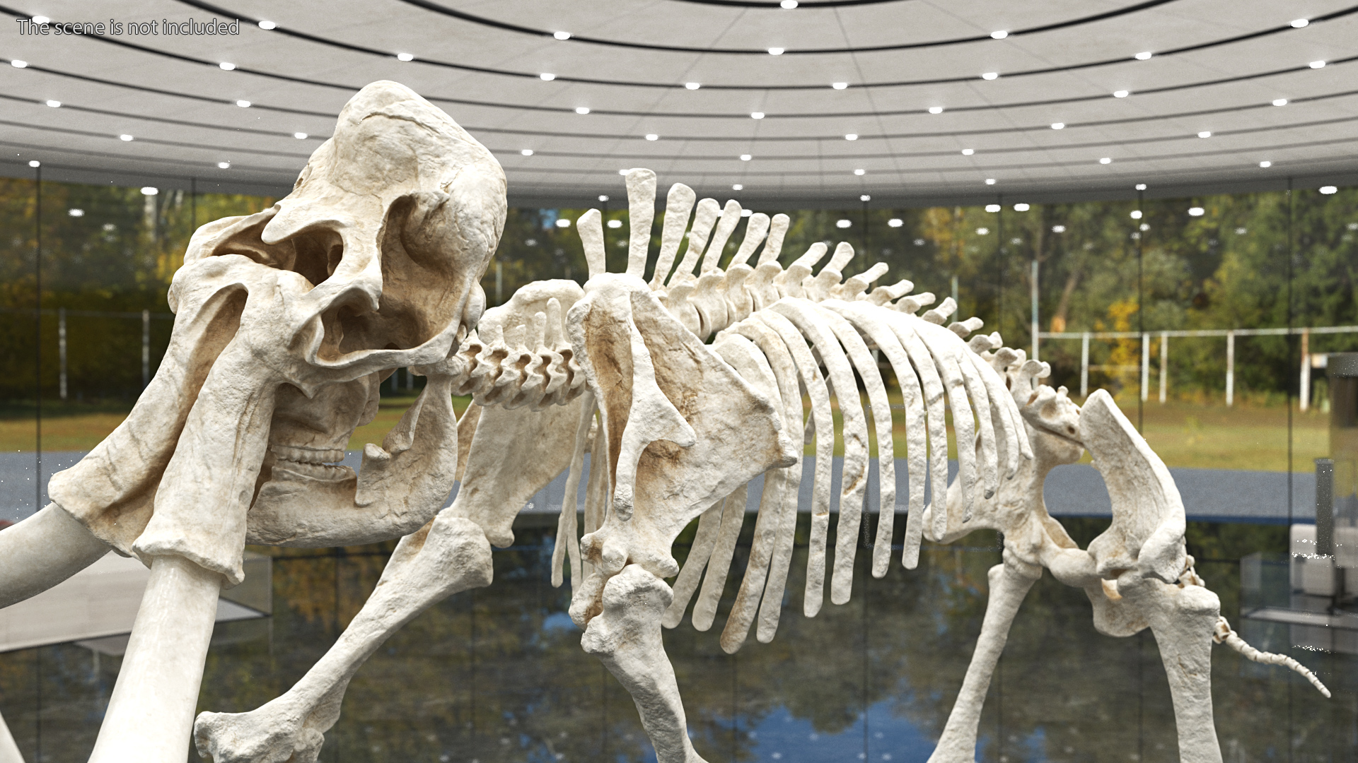 3D model Mammoth Skeleton Clean Bones Rigged