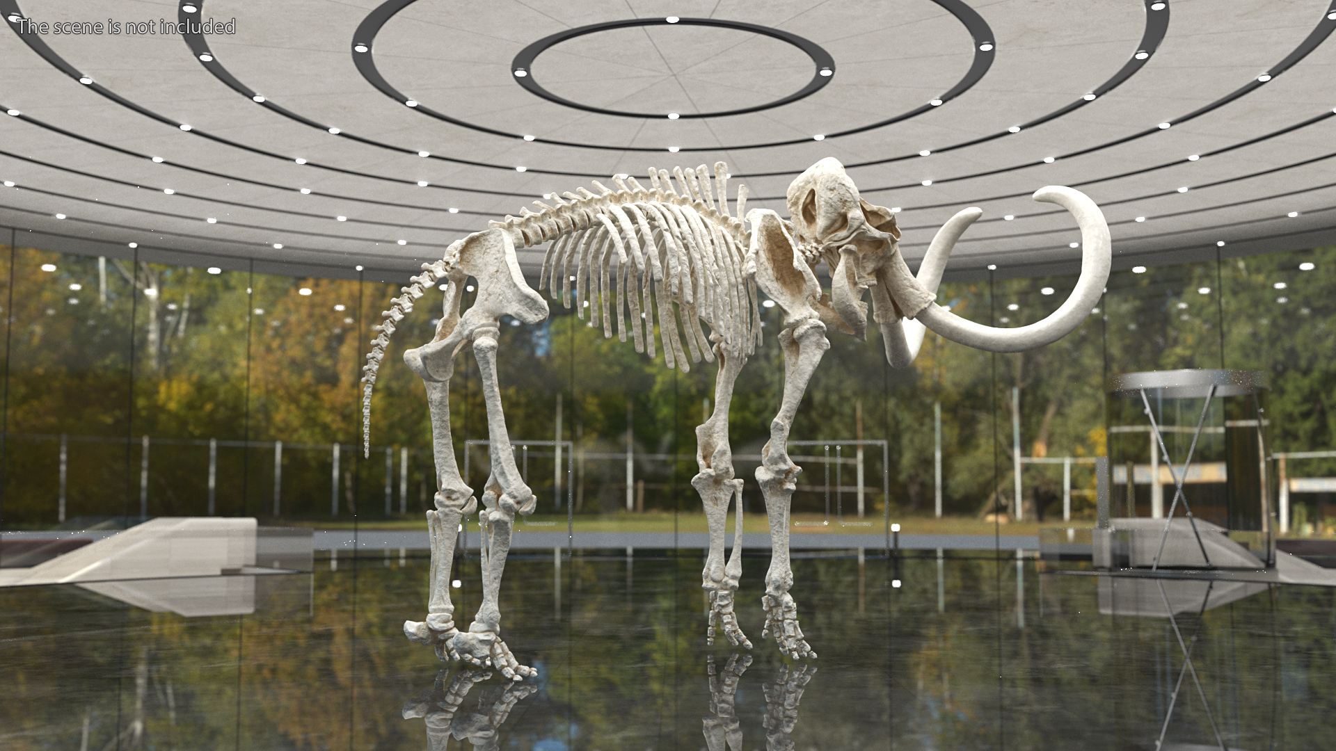 3D model Mammoth Skeleton Clean Bones Rigged