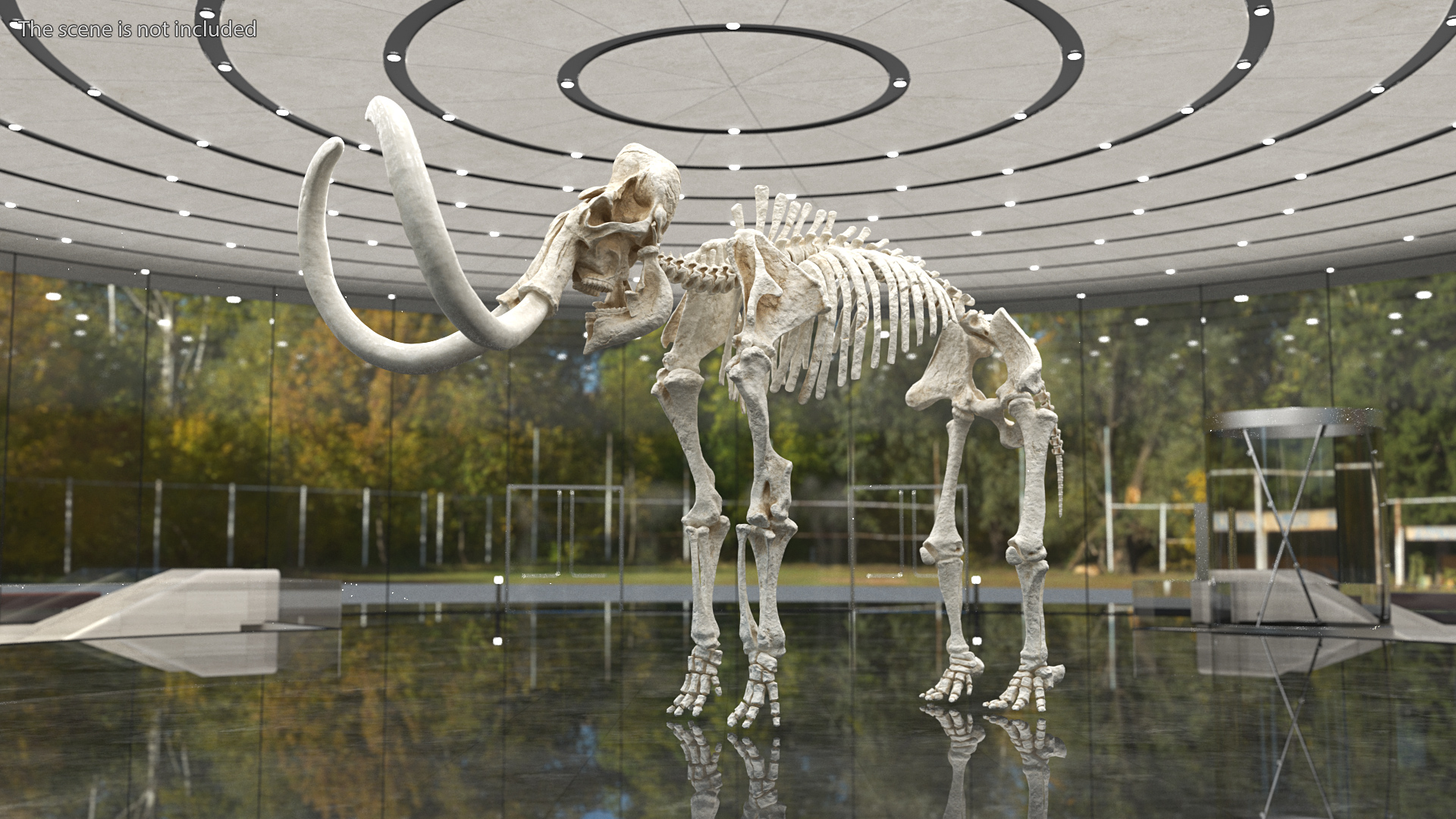 3D model Mammoth Skeleton Clean Bones Rigged