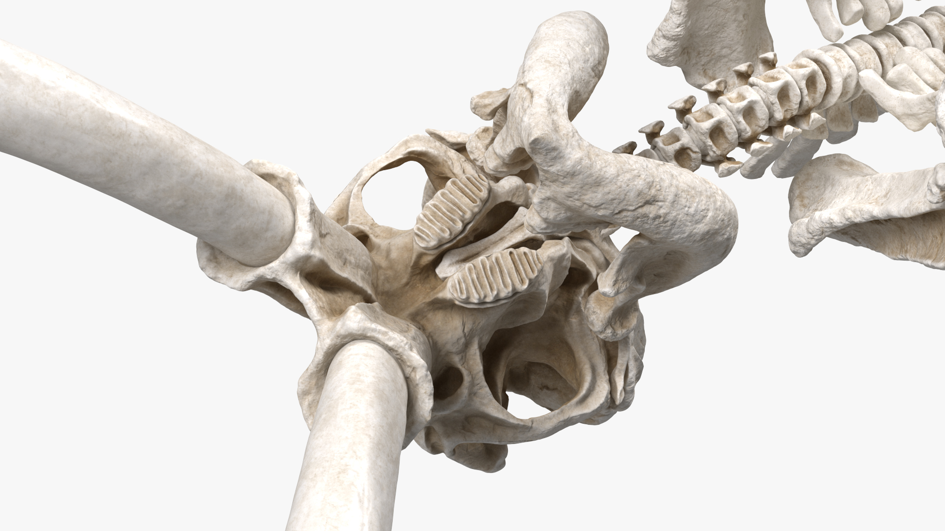 3D model Mammoth Skeleton Clean Bones Rigged