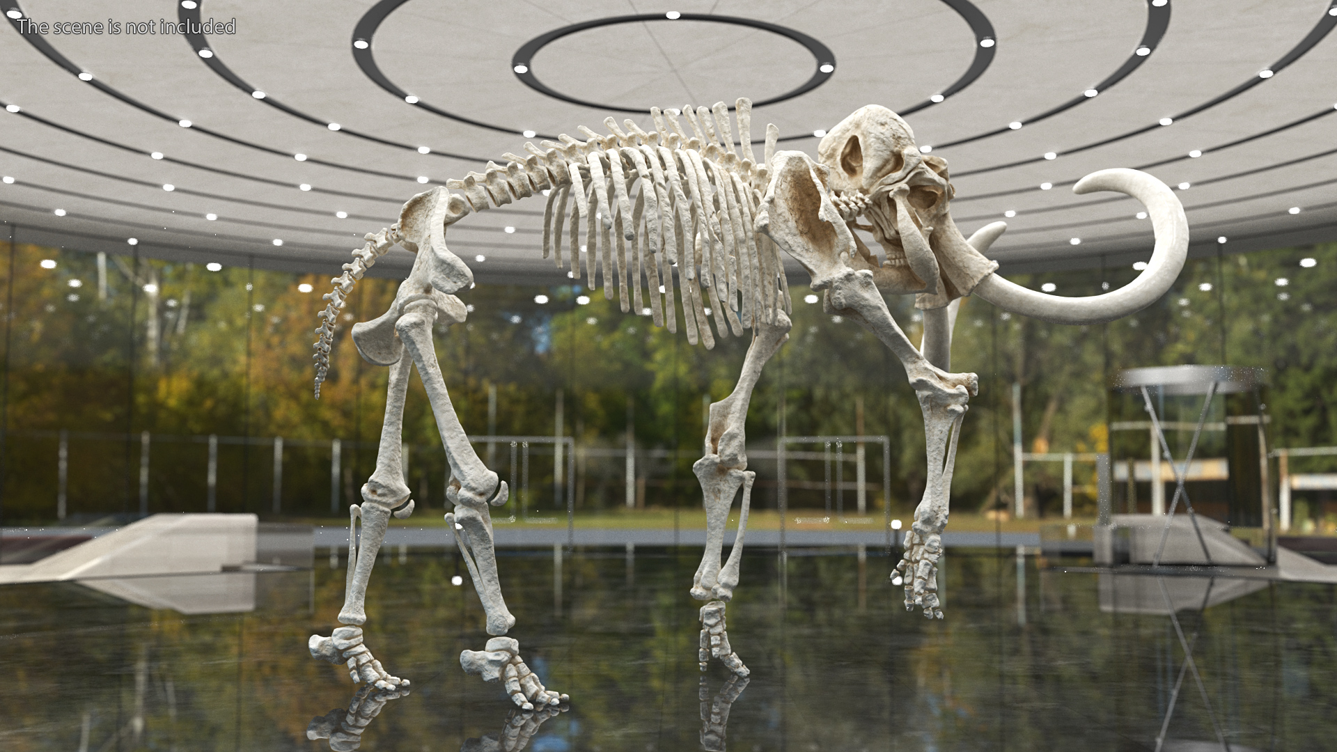 3D model Mammoth Skeleton Clean Bones Rigged