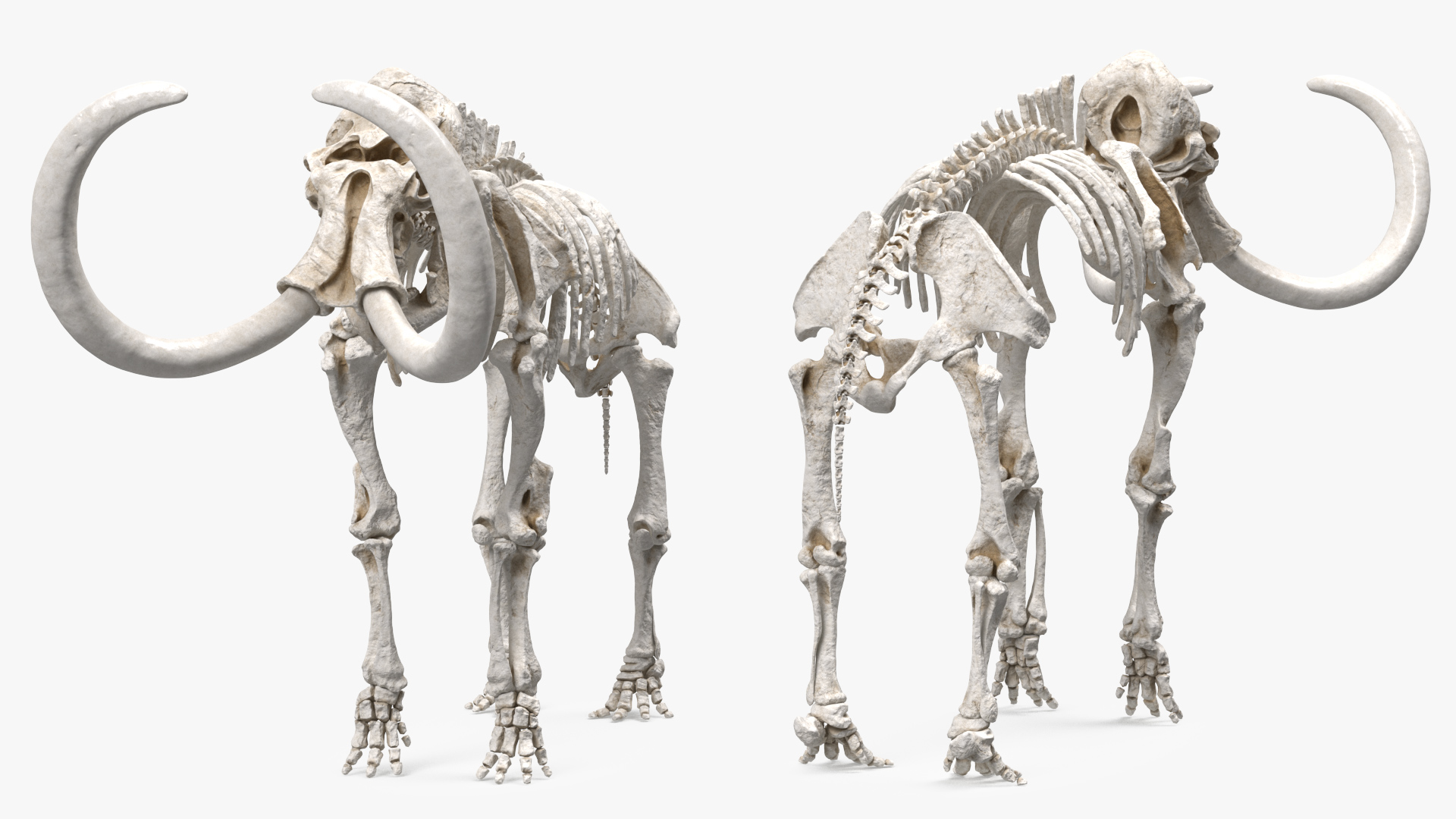 3D model Mammoth Skeleton Clean Bones Rigged