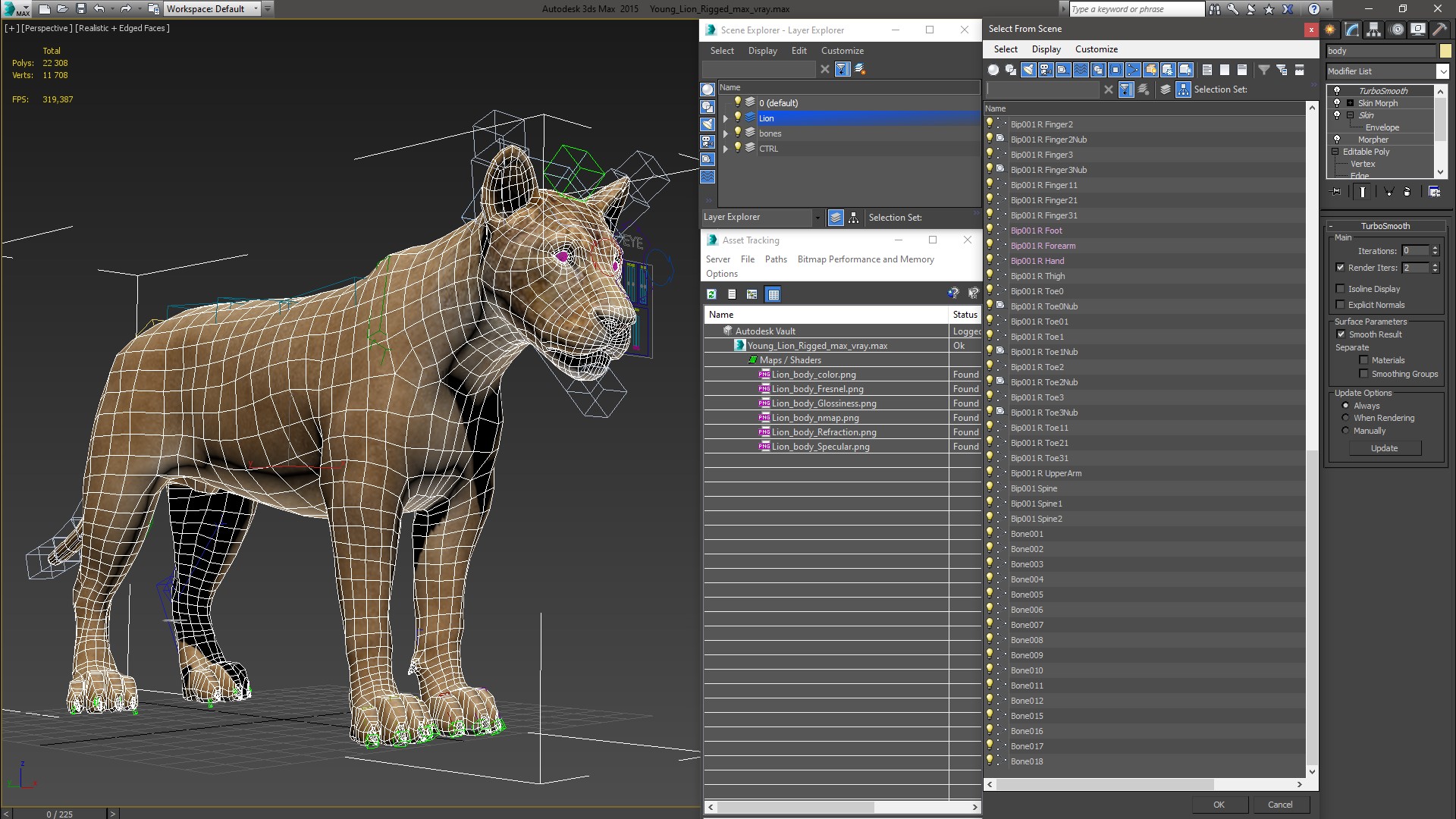 Young Lion Rigged 3D