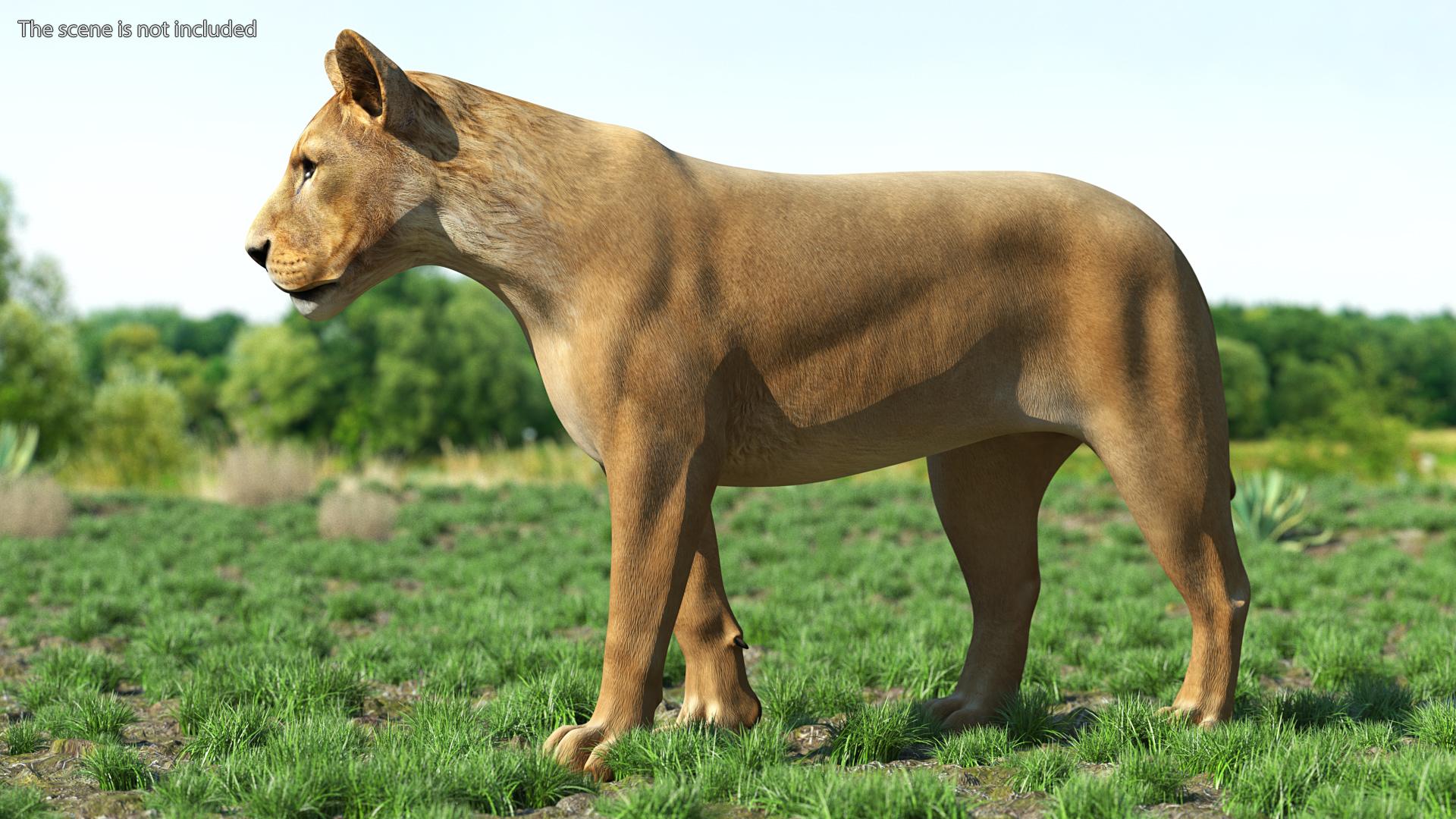 Young Lion Rigged 3D