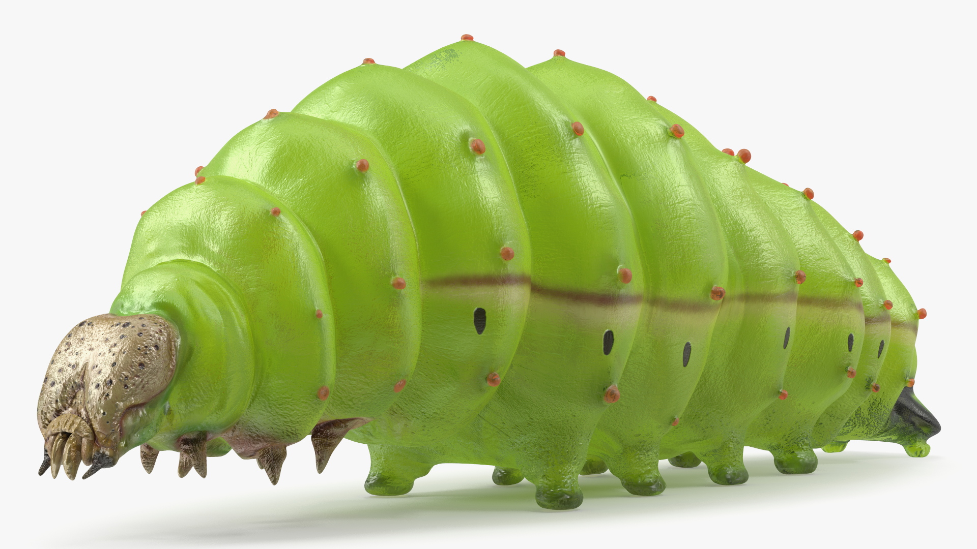 Silkworm Green 3D model