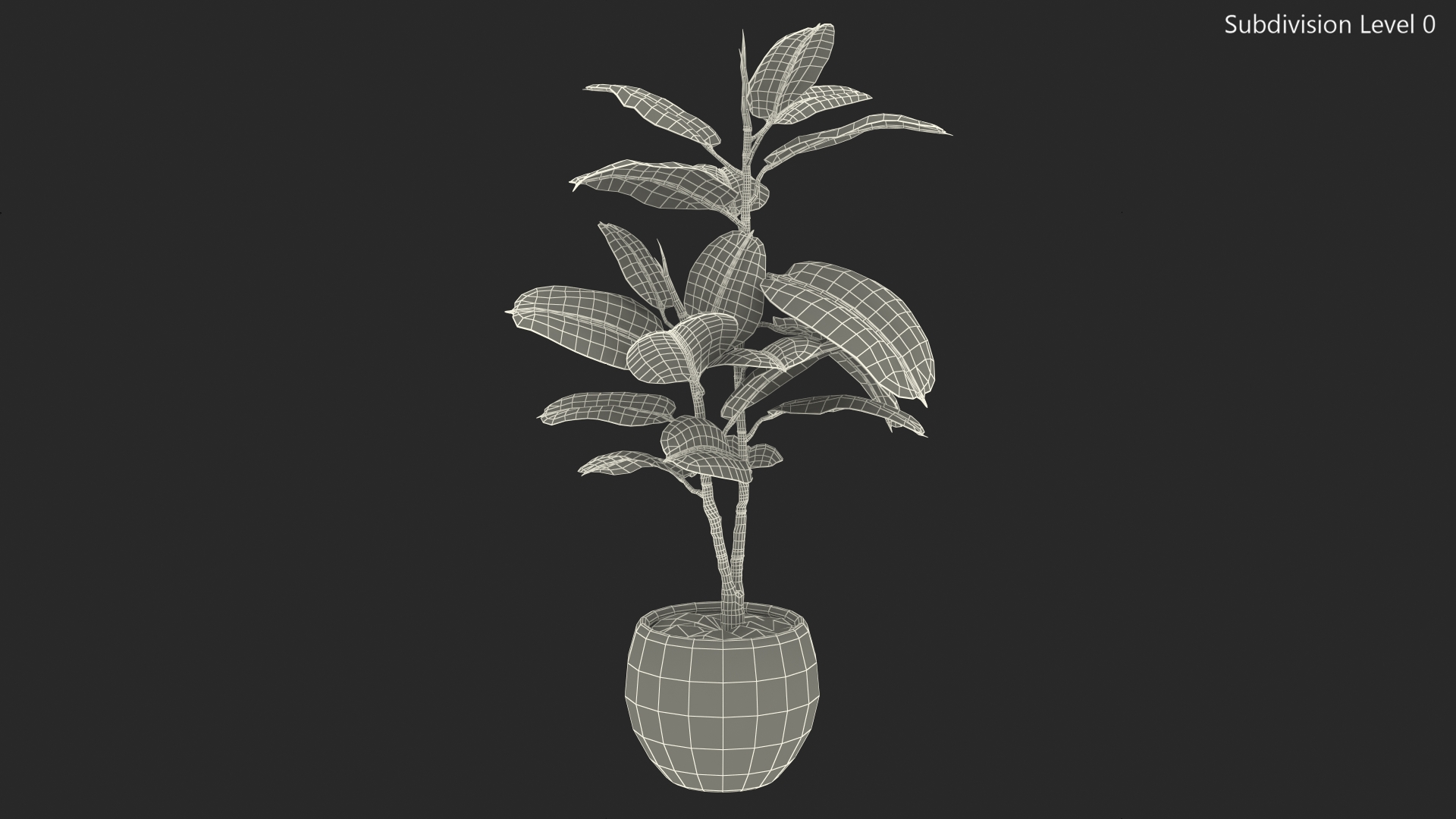 3D Rubber Tree Variegata in Pot model