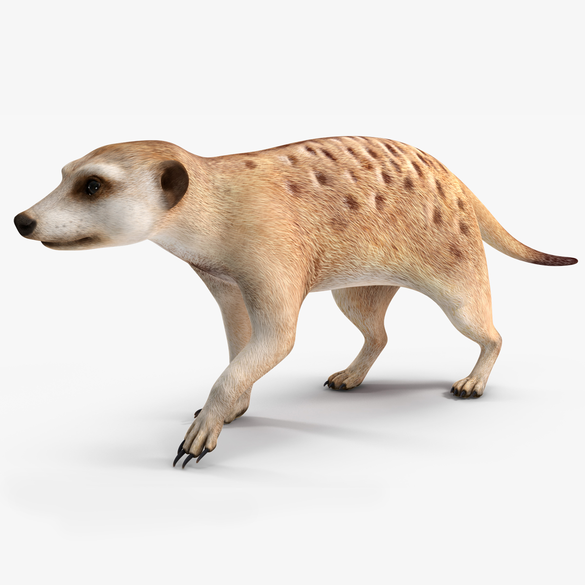 3D Meerkat Rigged for Maya model