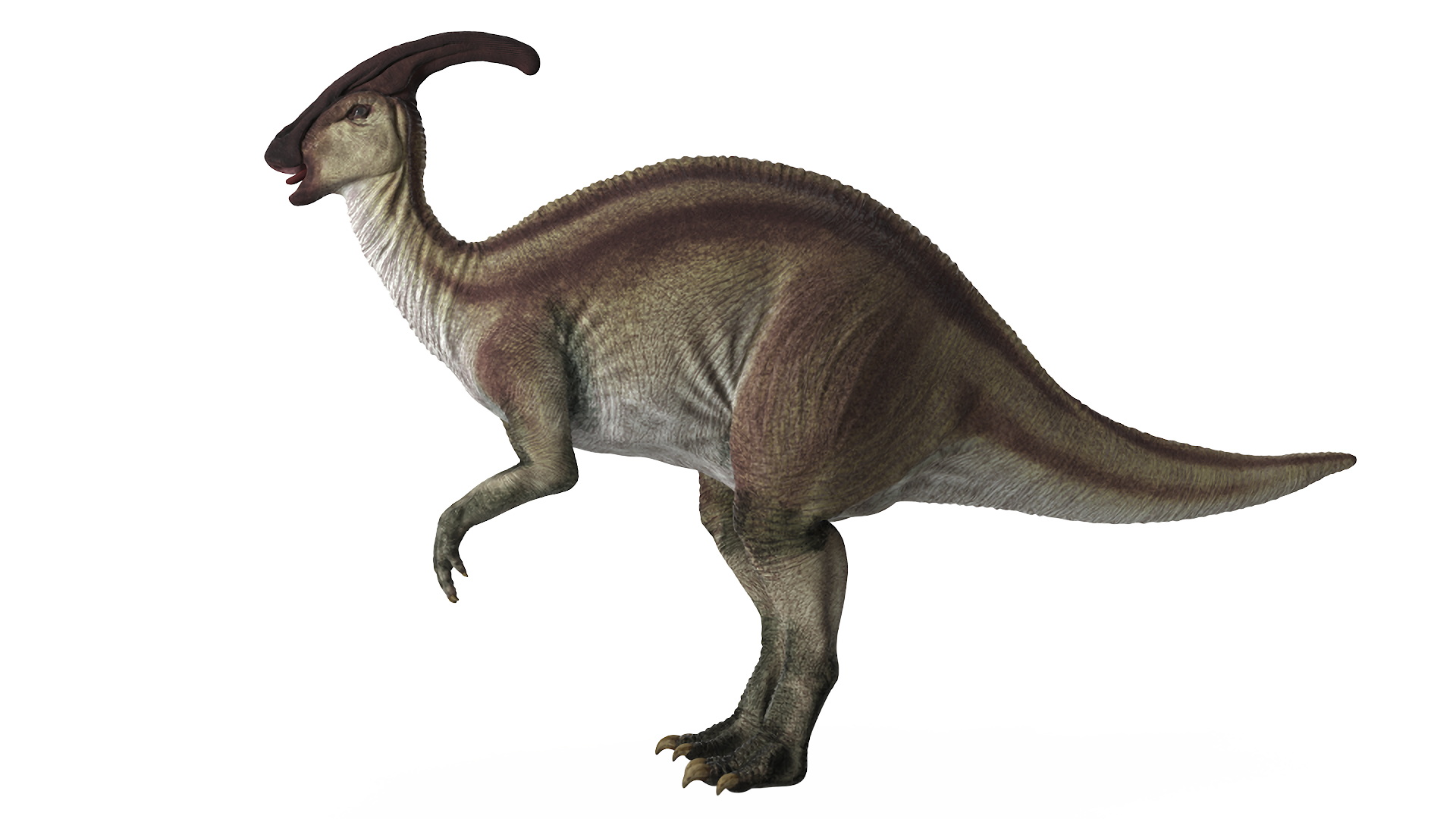 3D Parasaurolophus Dinosaur Rigged