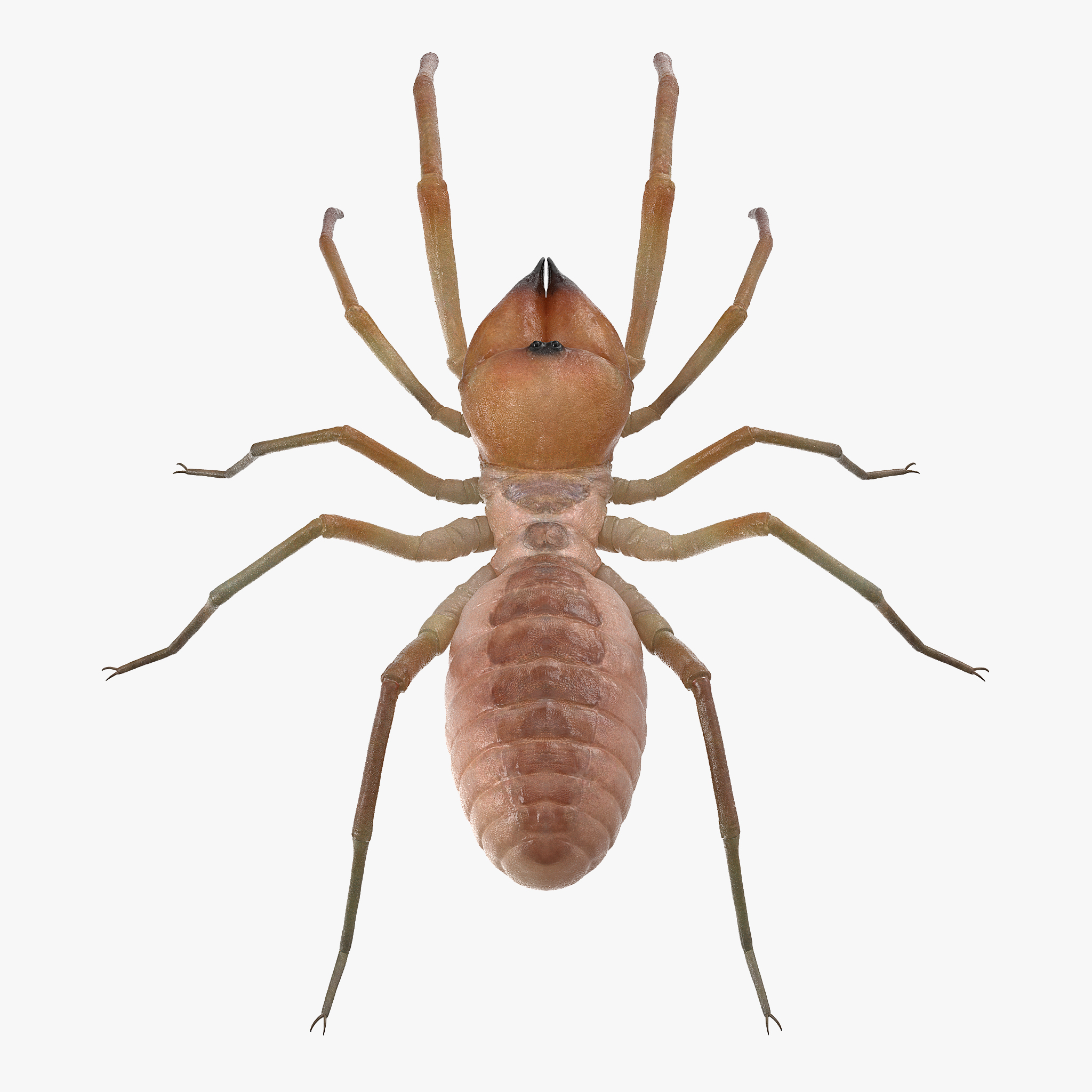Solifugae or Camel Spider, view 7