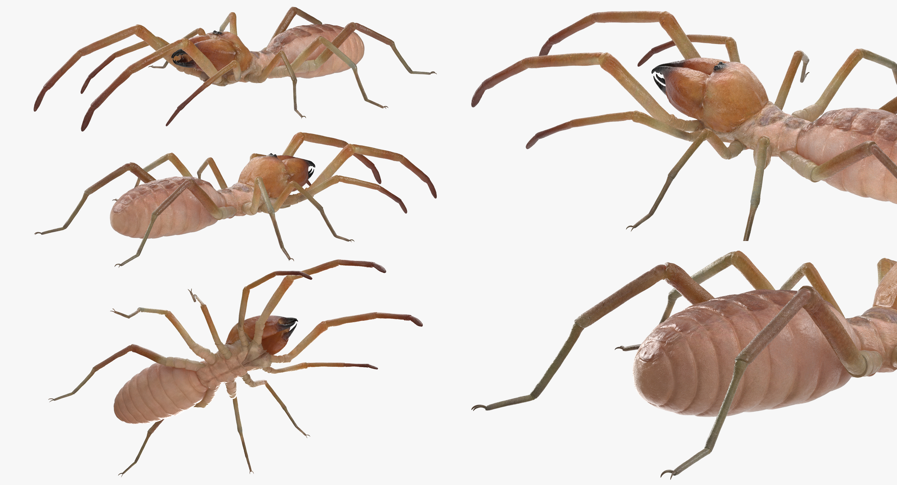 3D model Solifugae or Camel Spider