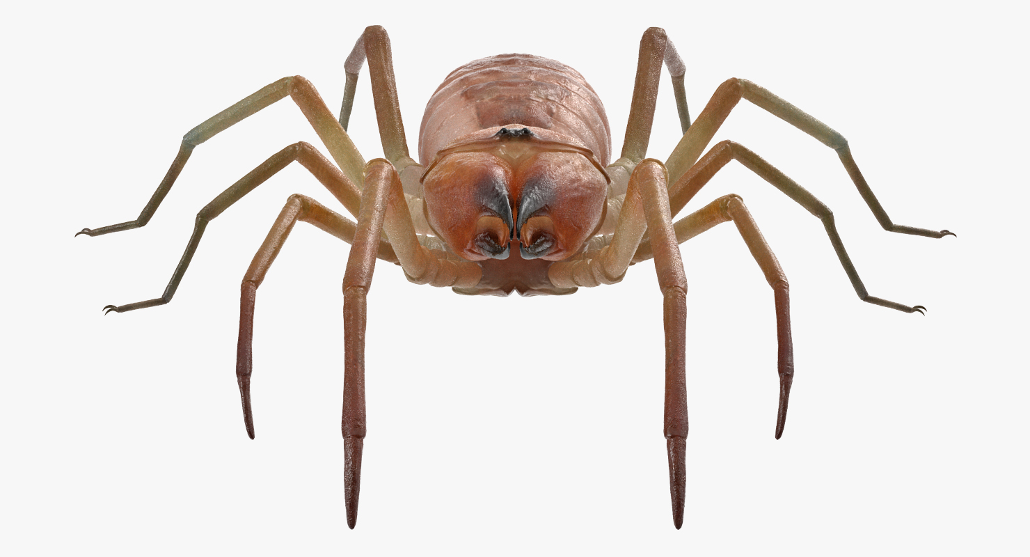 3D model Solifugae or Camel Spider