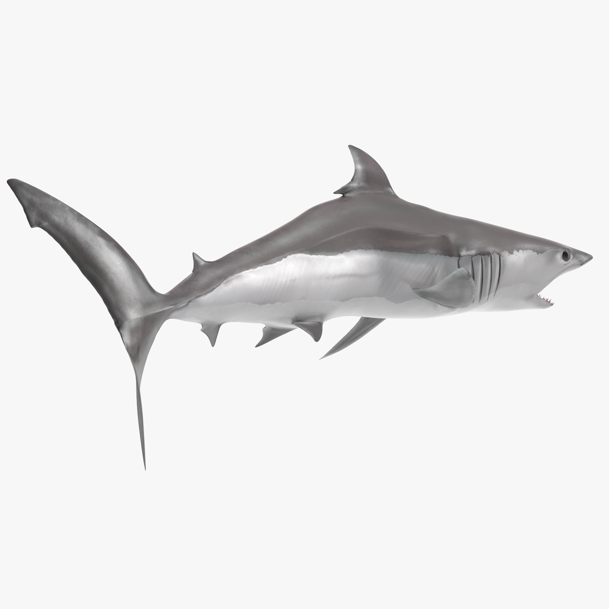 3D model Realistic Shortfin Mako Shark Rigged for Cinema 4D