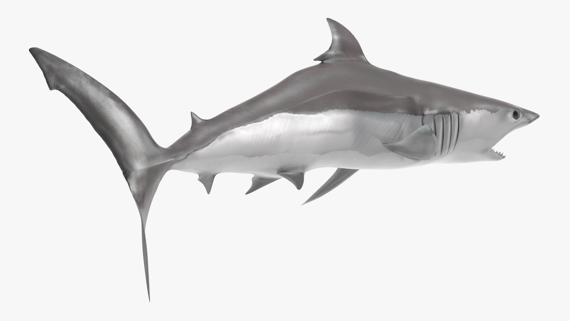3D model Realistic Shortfin Mako Shark Rigged for Cinema 4D