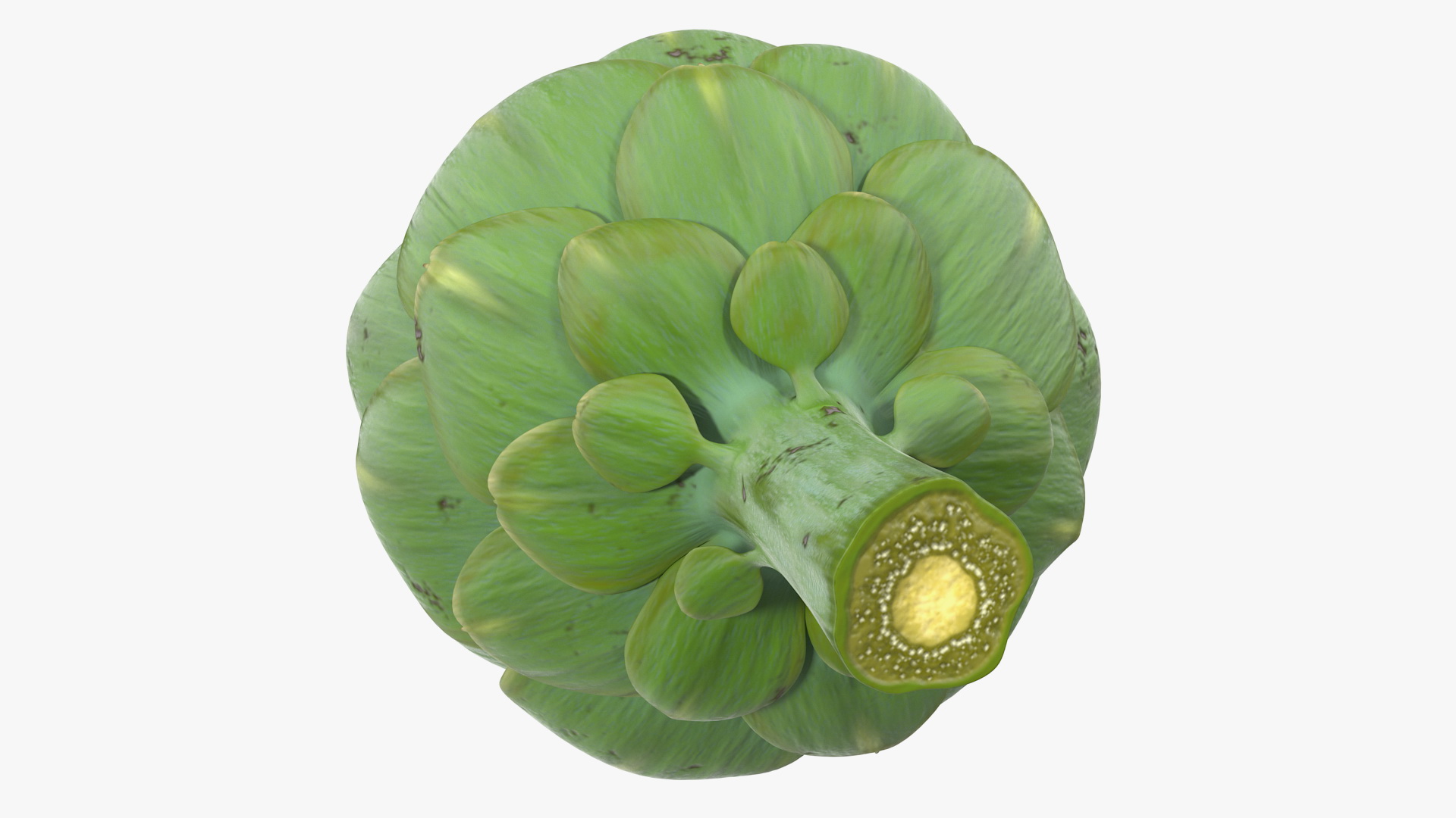 Artichoke 3D model