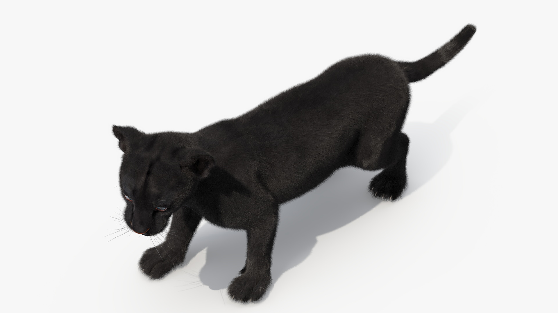 3D Baby Black Panther Cub Fur