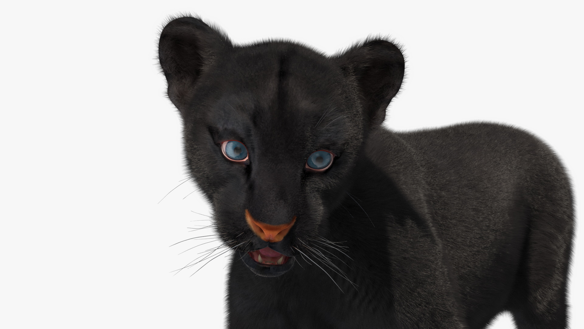 3D Baby Black Panther Cub Fur