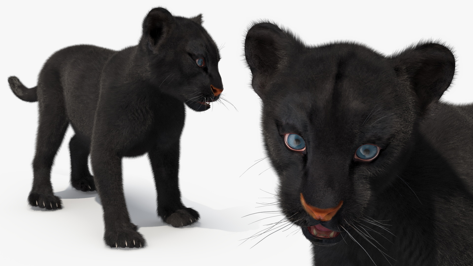 3D Baby Black Panther Cub Fur