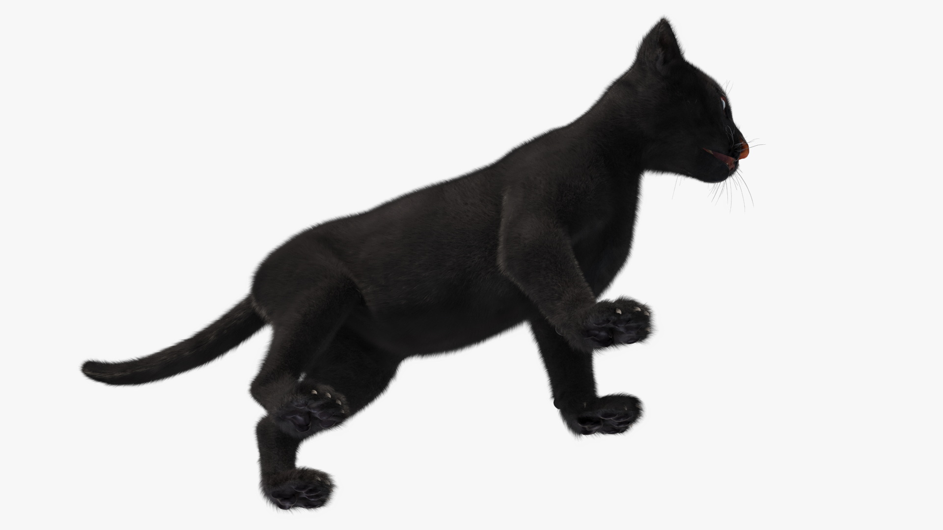 3D Baby Black Panther Cub Fur