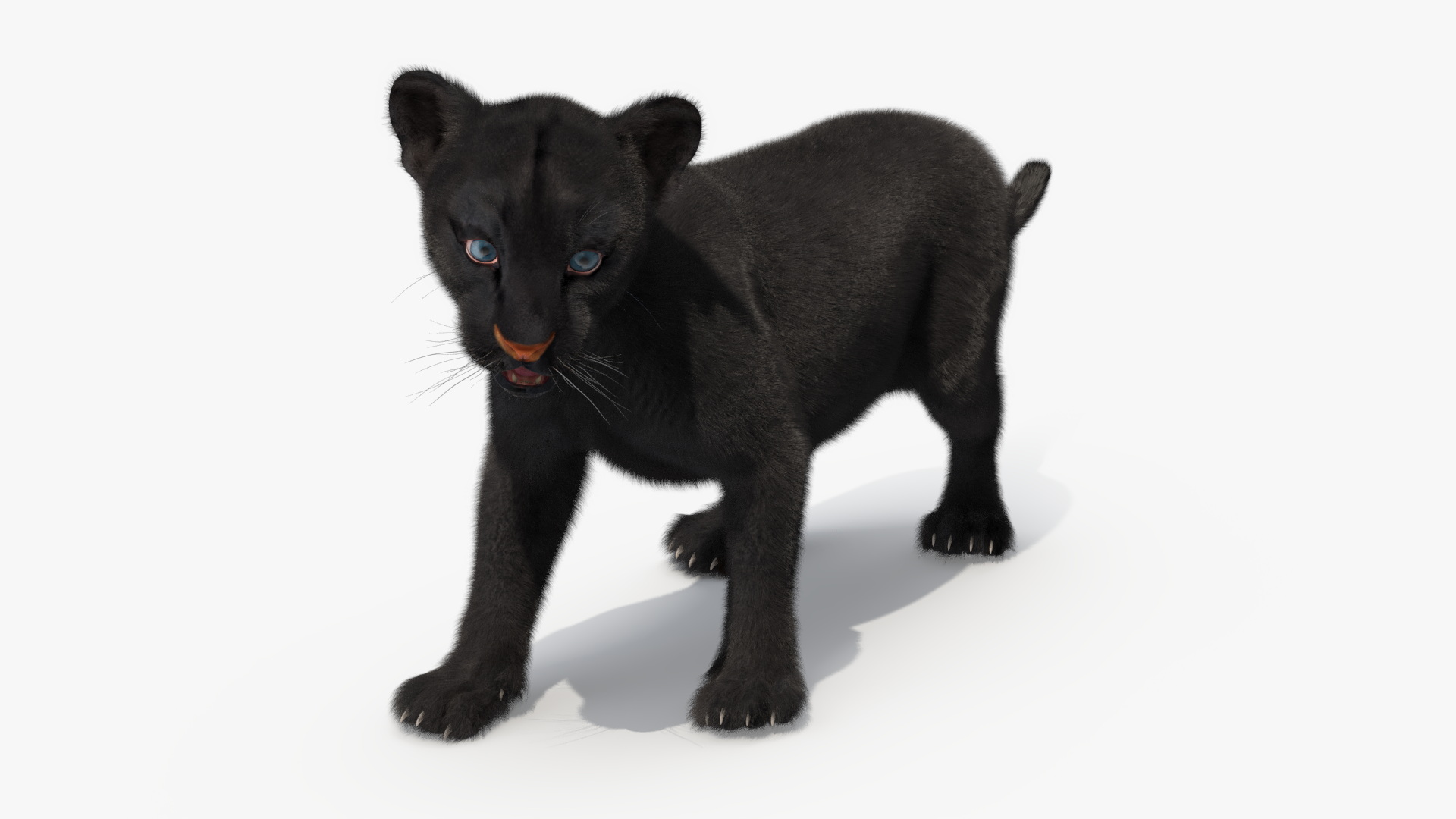 3D Baby Black Panther Cub Fur