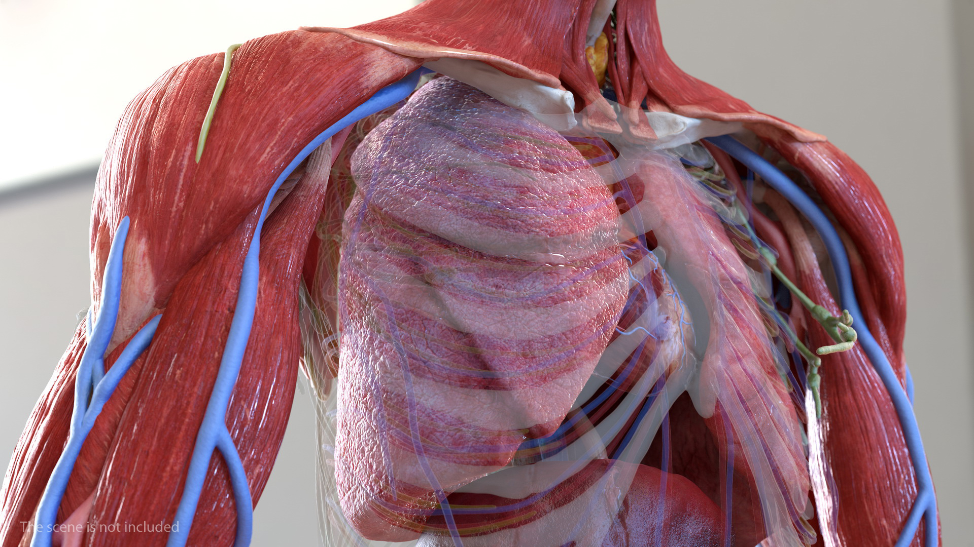 Human Respiratory System 3D model