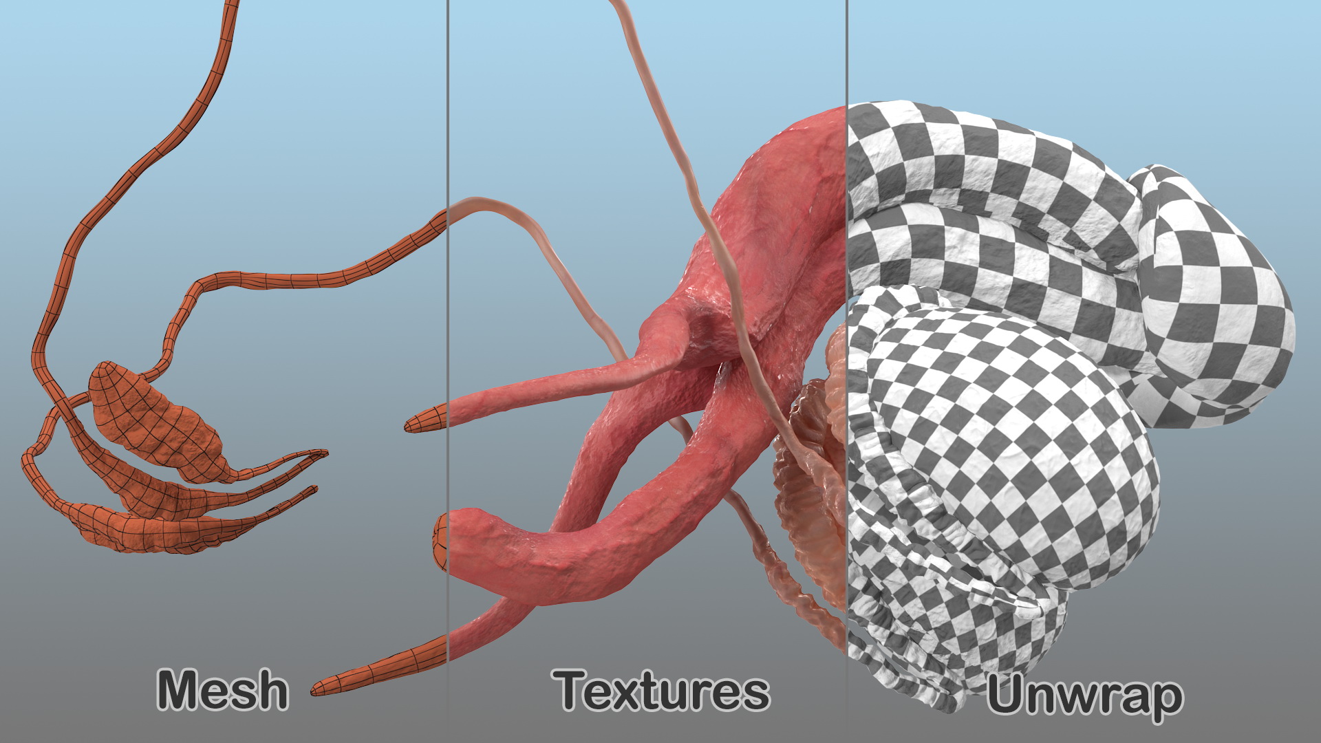 Male Reproductive System 3D model
