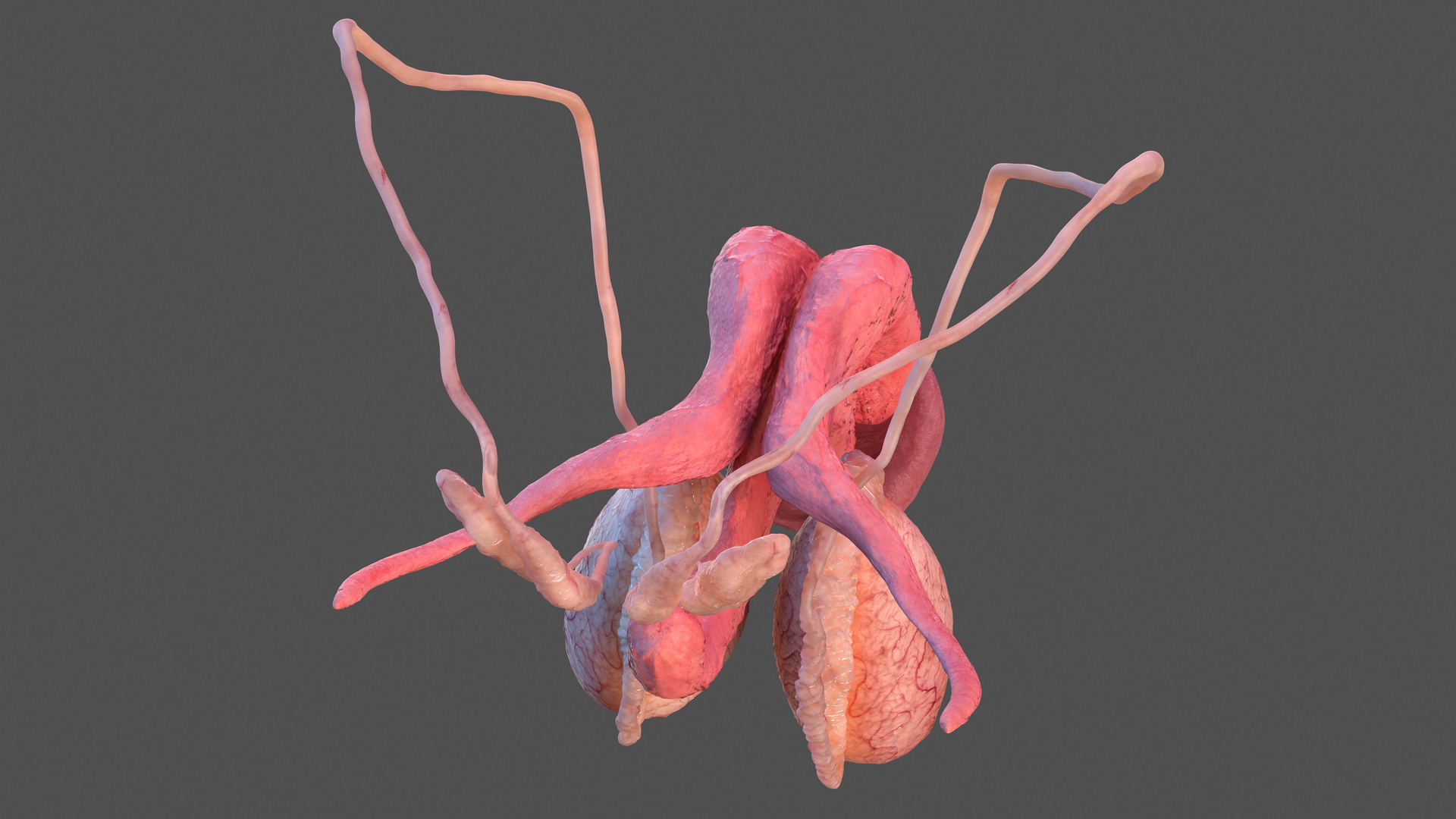 Male Reproductive System 3D model