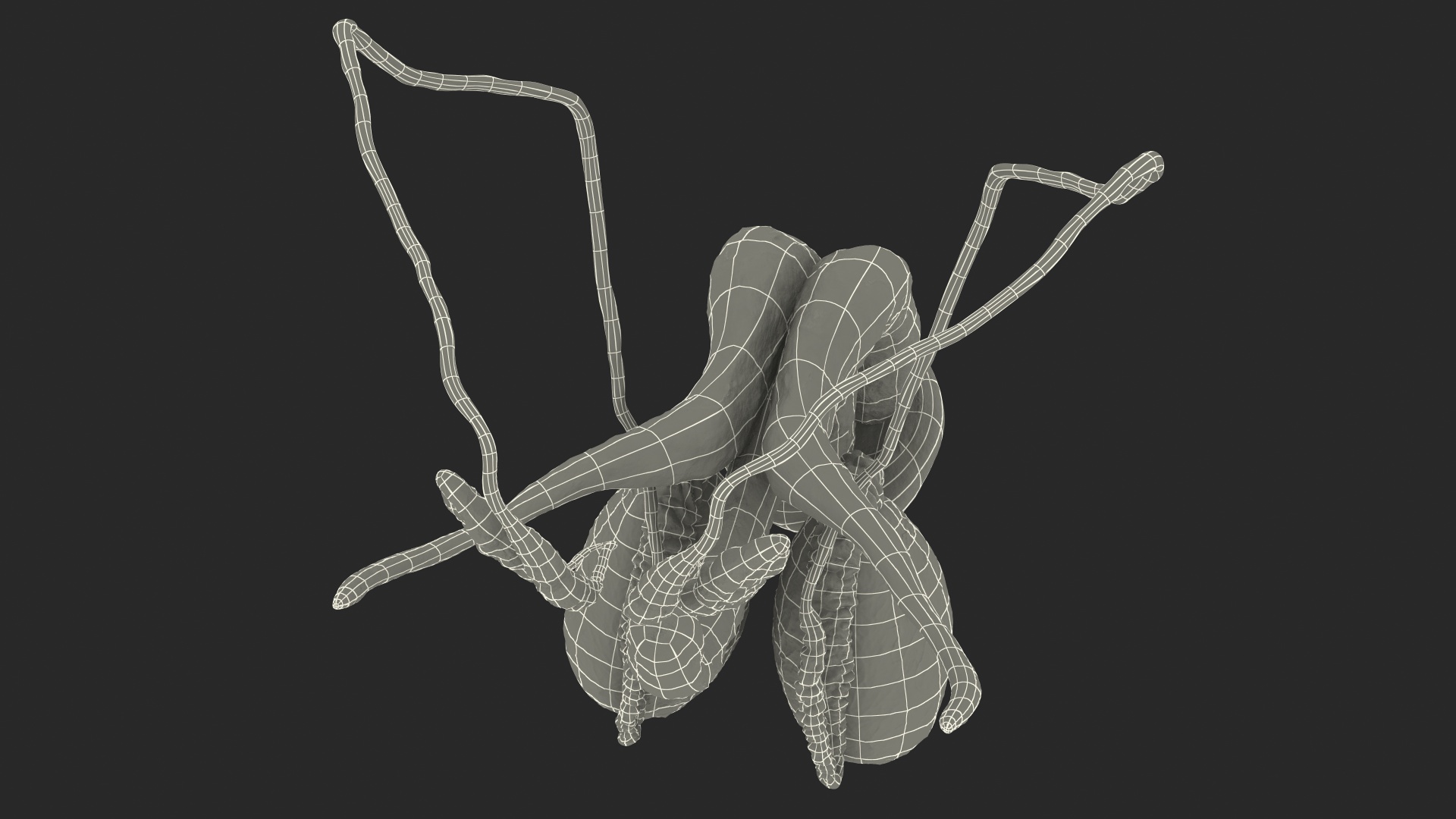 Male Reproductive System 3D model