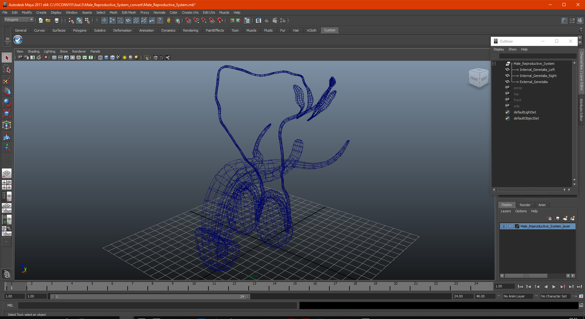 Male Reproductive System 3D model