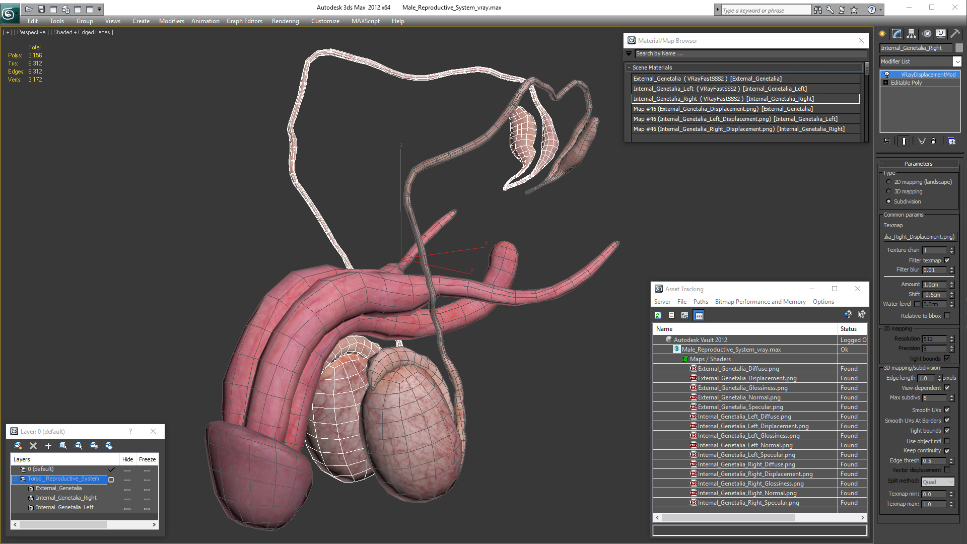 Male Reproductive System 3D model