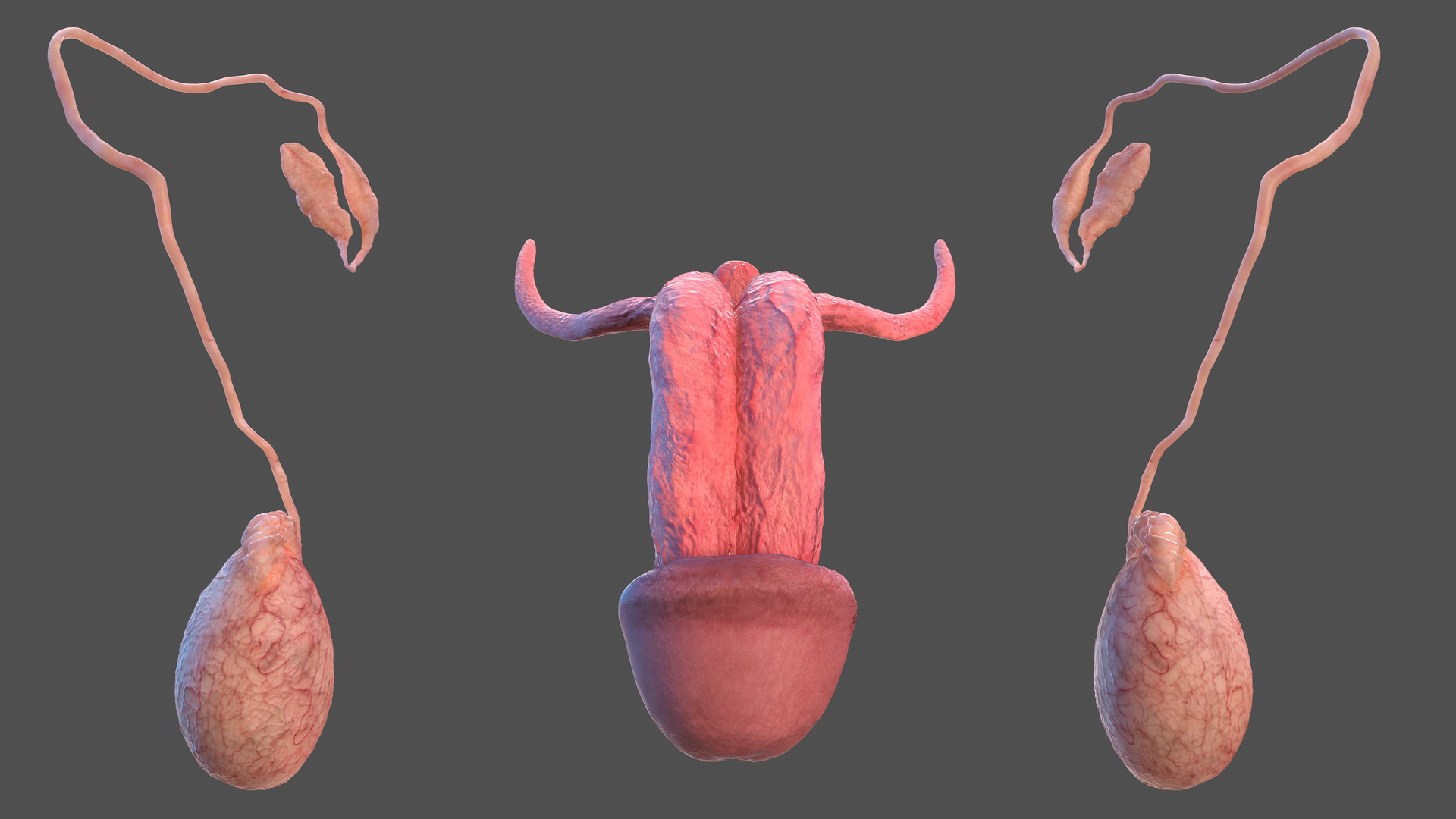 Male Reproductive System 3D model
