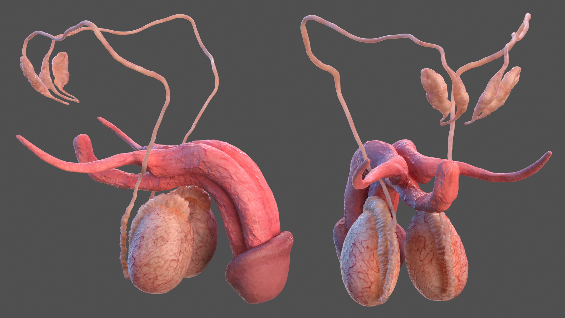 Male Reproductive System 3D model
