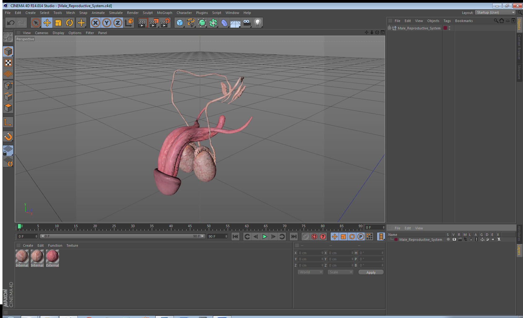 Male Reproductive System 3D model