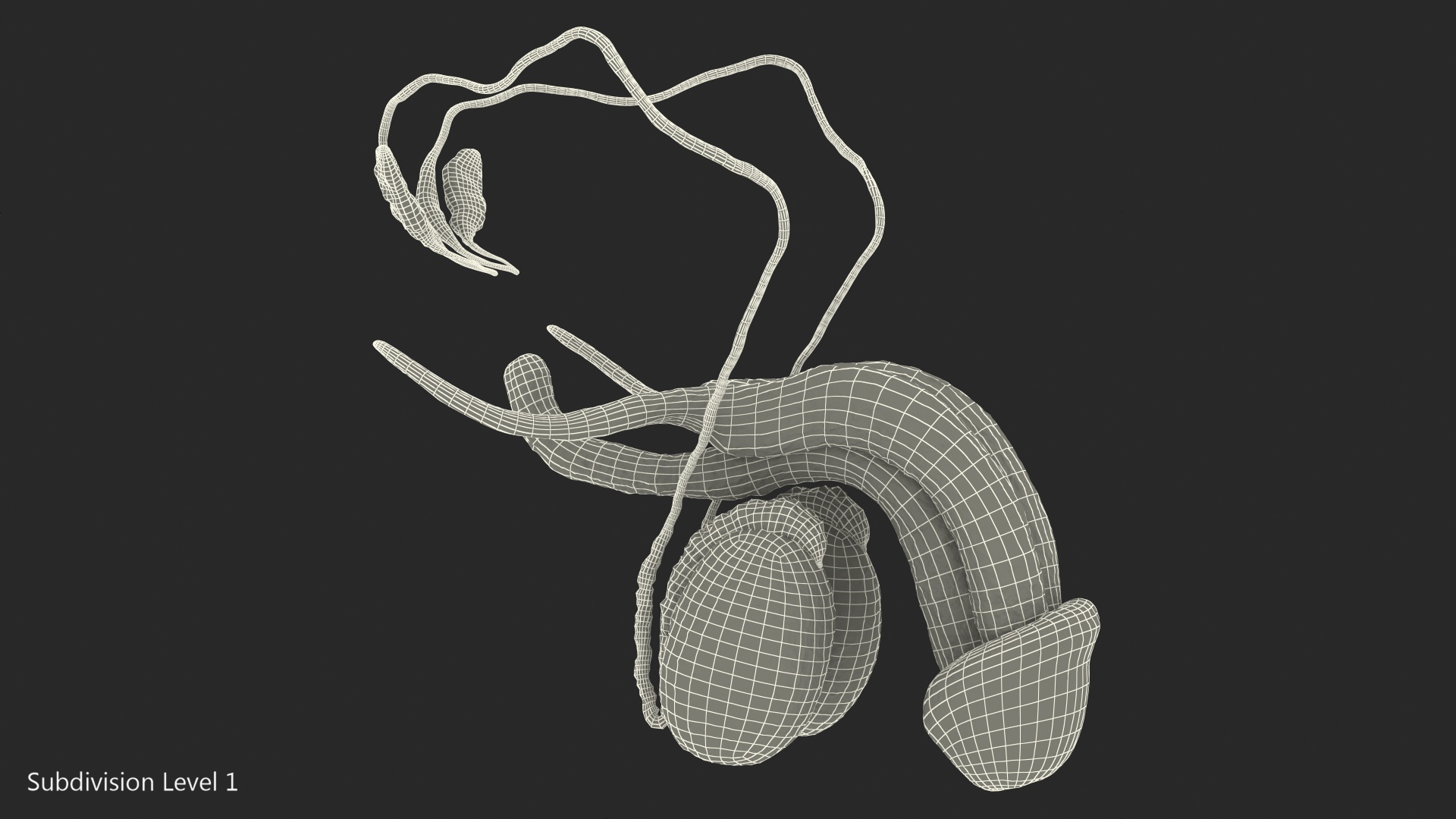Male Reproductive System 3D model