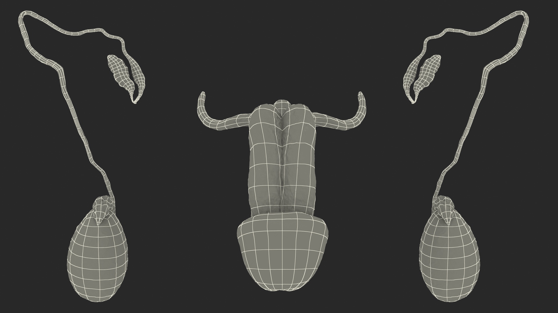 Male Reproductive System 3D model