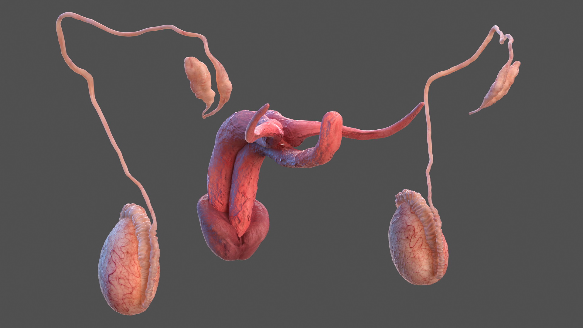 Male Reproductive System 3D model