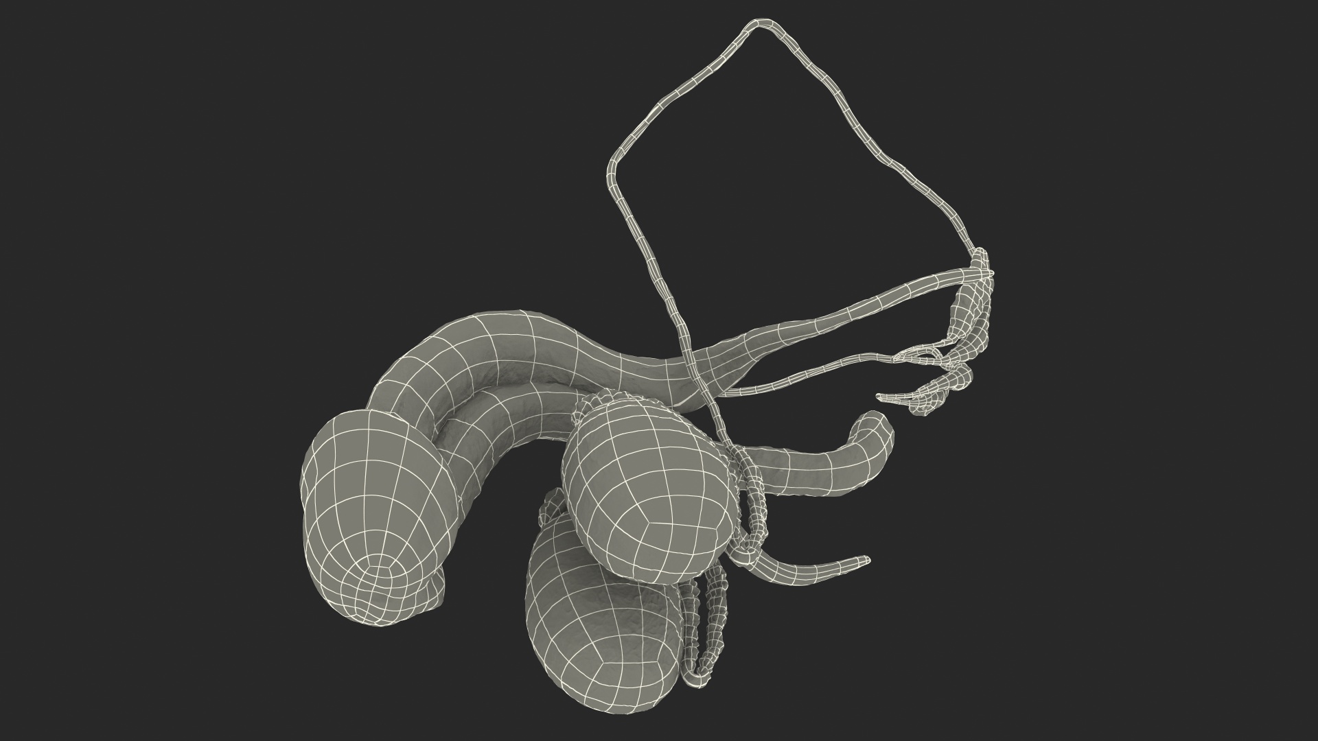 Male Reproductive System 3D model