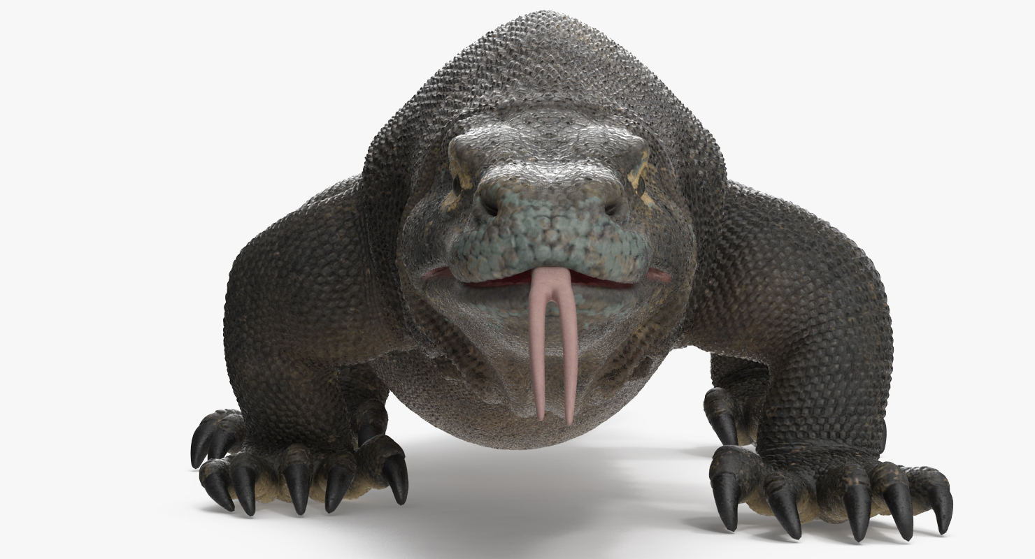 3D Komodo Dragon Walking Pose