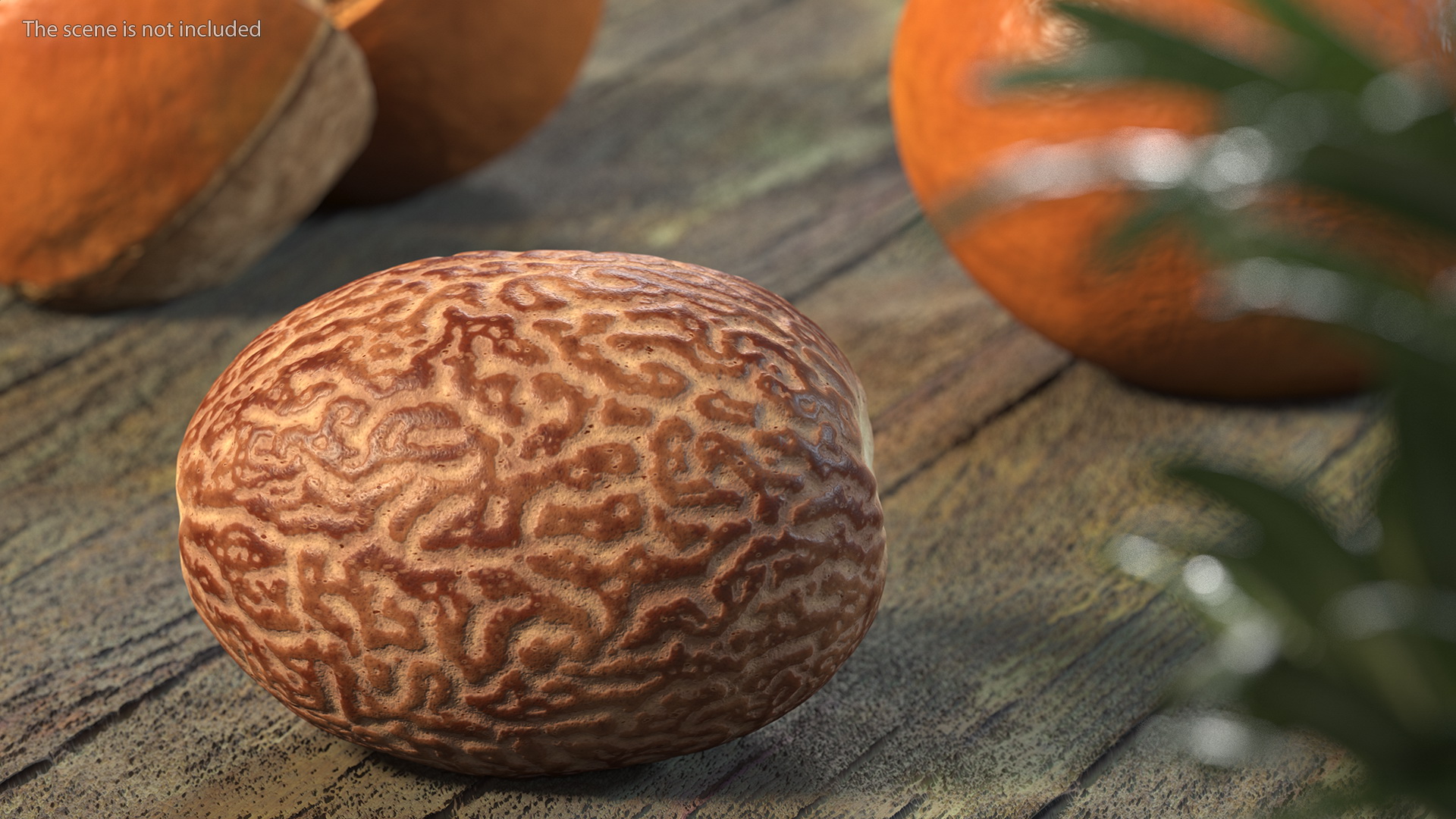 3D model Shea Nut Peeled